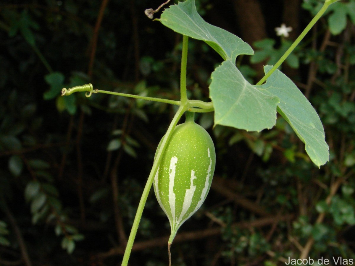 Trichosanthes cucumerina L.